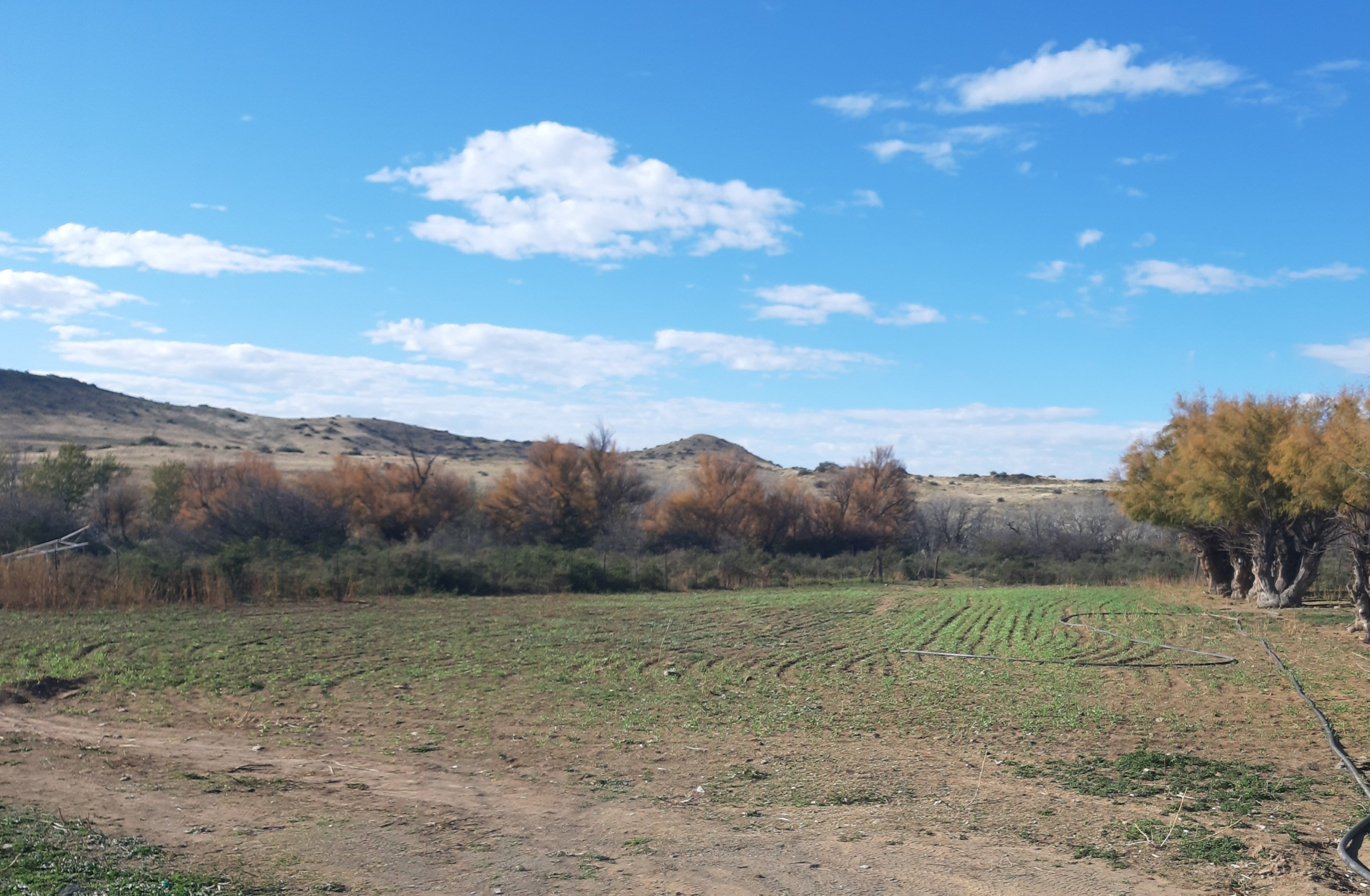 Tamarisk Land Sowing